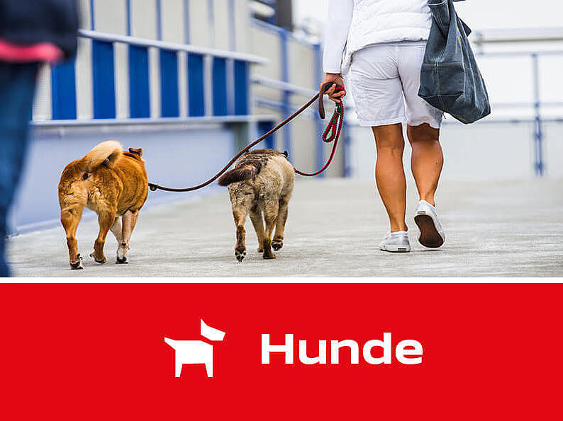 Zwei Hunde gehen an Bord.